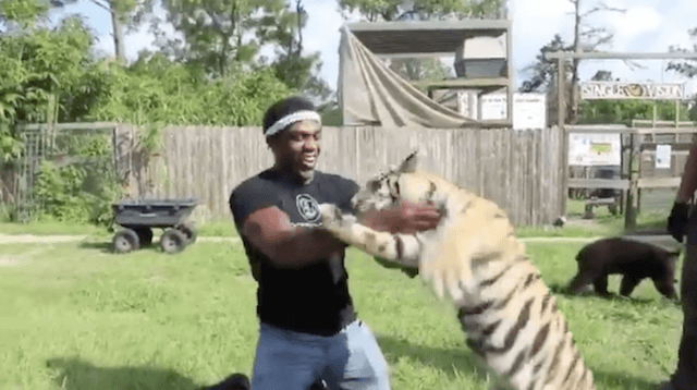 Jon Jones brottas med tiger